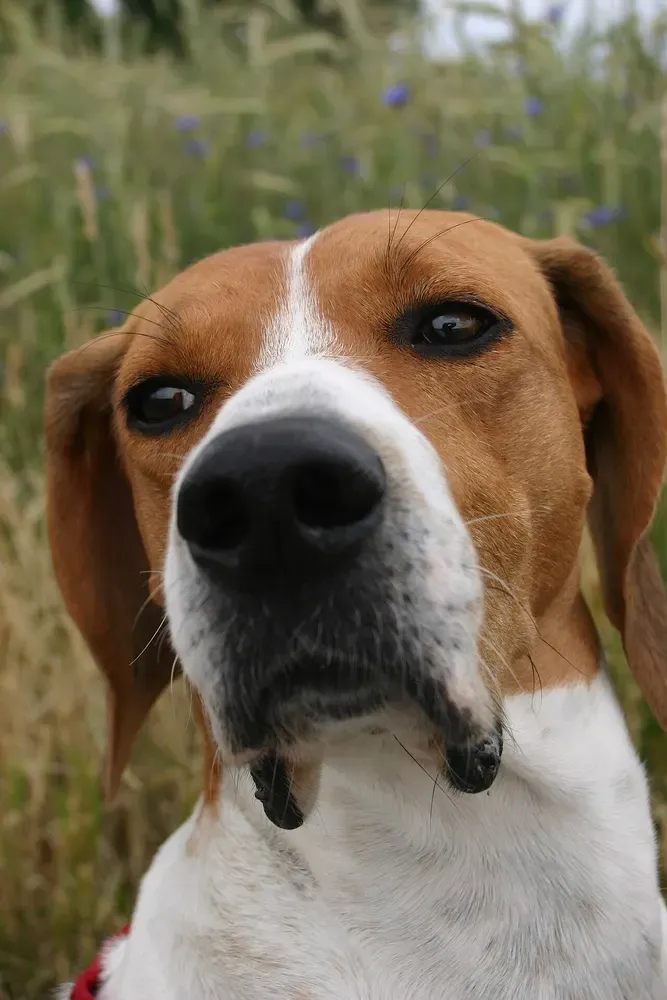 Anglo-francés de pequeña caza: foto 4