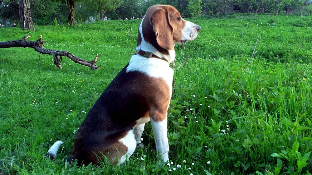 Sabueso estonio: foto 4