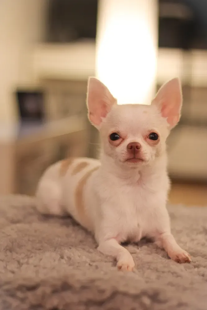 Chihuahua: foto 4