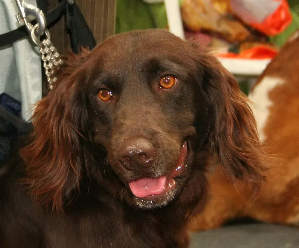 Perro de codornices alemán: foto 4
