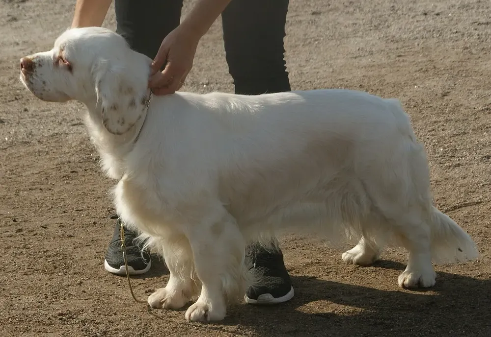 Clumber spaniel: foto 4