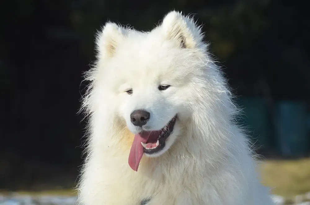 Samoyedo: foto 4