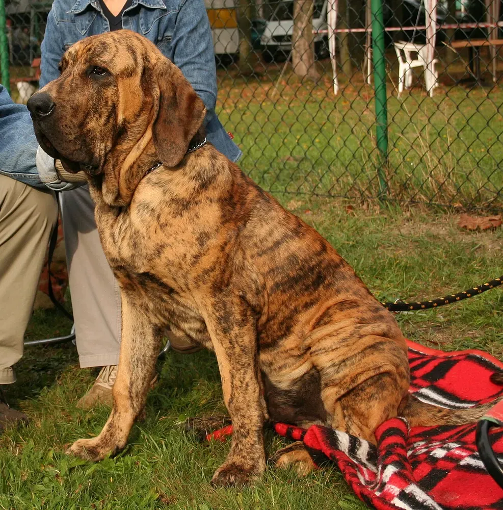 Fila brasileño: foto 4
