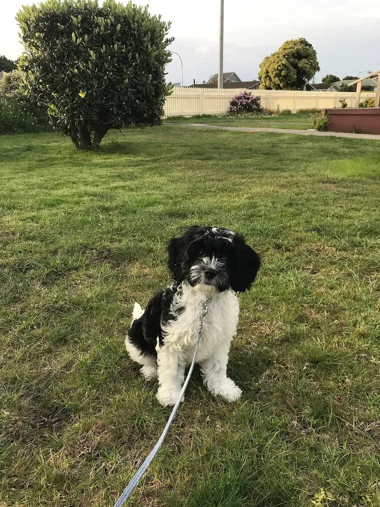 Cavapoo: foto 4