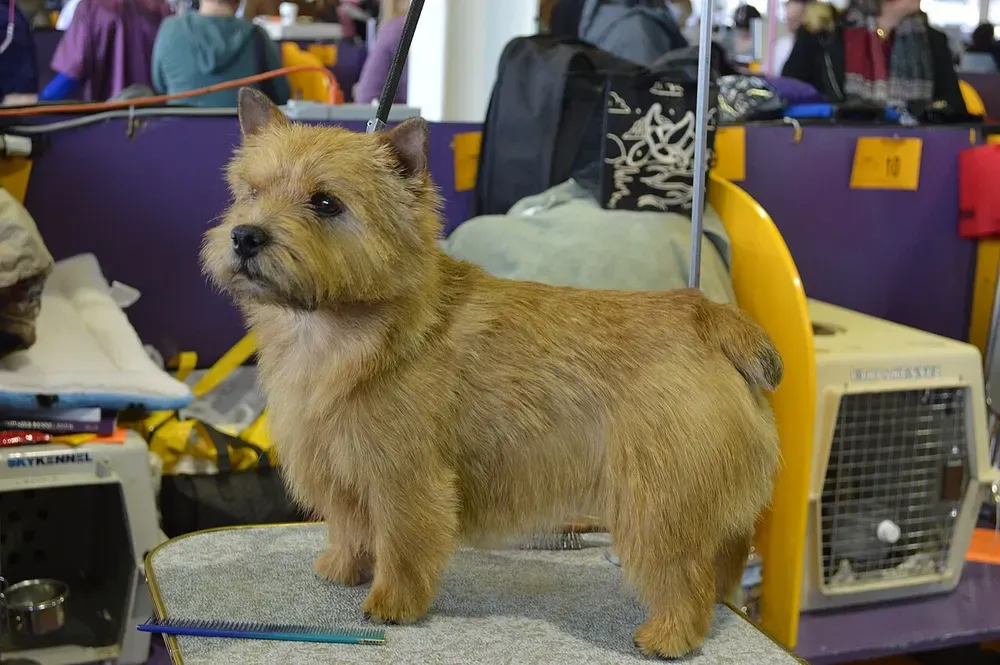 Norwich terrier: foto 4
