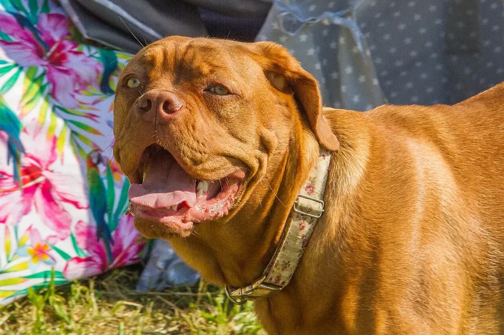 Dogo de Burdeos: foto 4