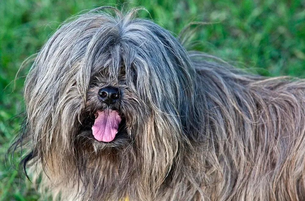 Lhasa apso: foto 4