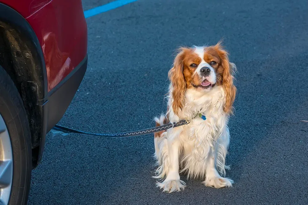 Cavalier King Charles spaniel: foto 4