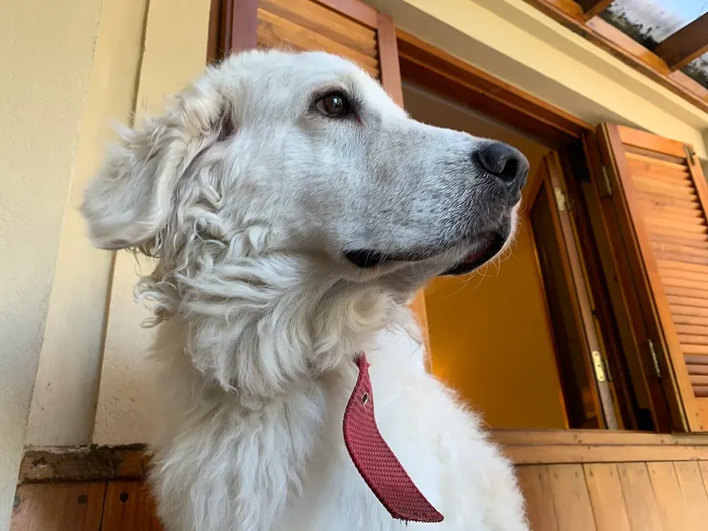 Kuvasz: foto 4