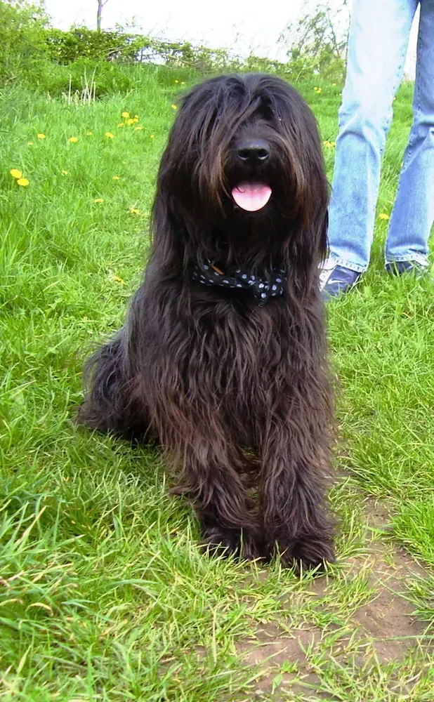 Gos d'atura català (perro de pastor catalán): foto 4