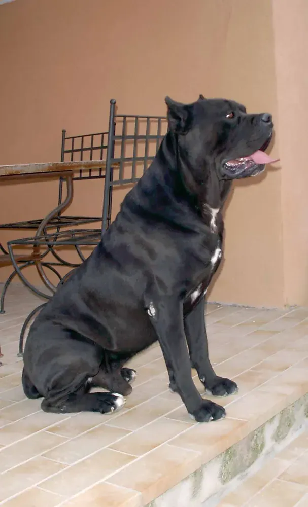 Cane corso: foto 4