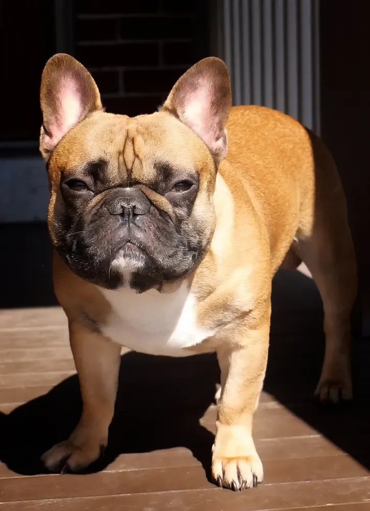 Bulldog francés: foto 4