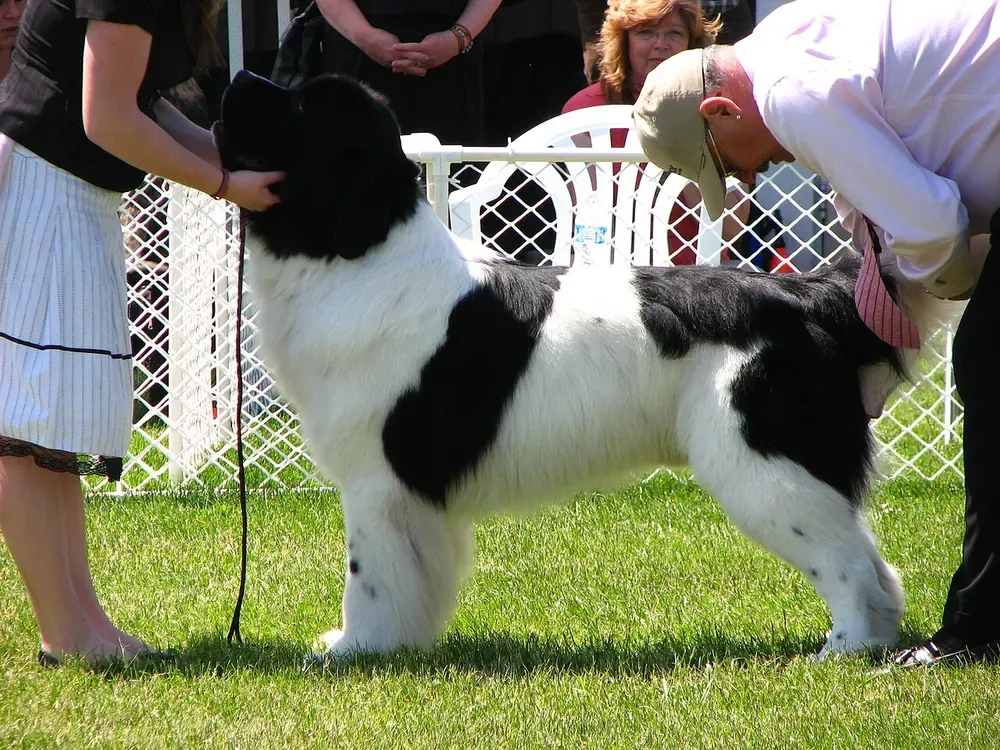 Landseer: foto 4