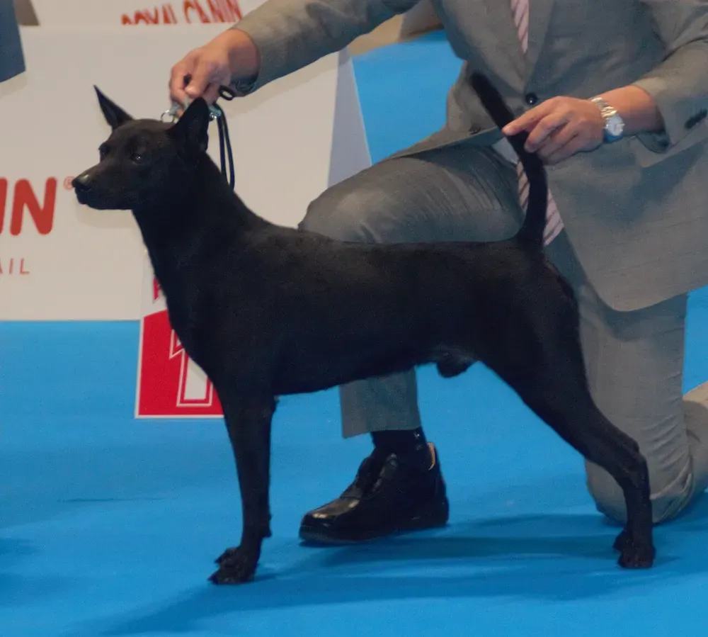 Perro de Taiwán: foto 4