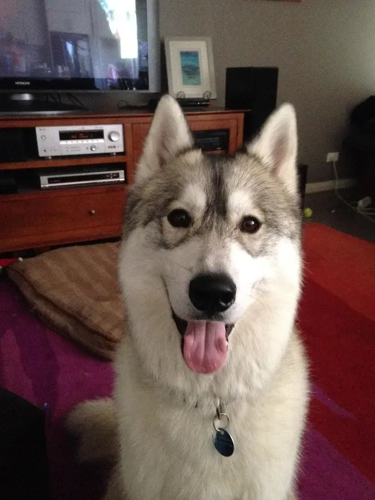 Husky siberiano: foto 4