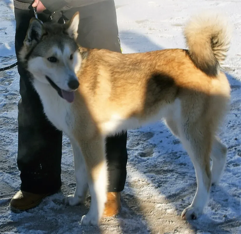 Laika de Siberia oriental: foto 4