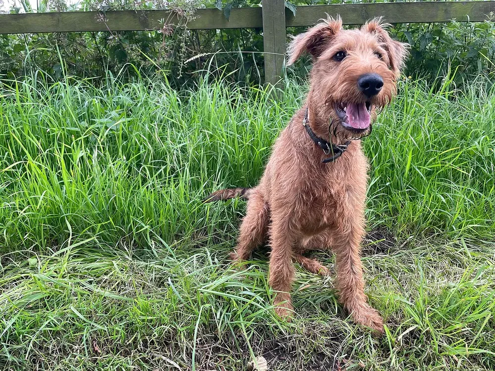 Terrier irlandés: foto 4