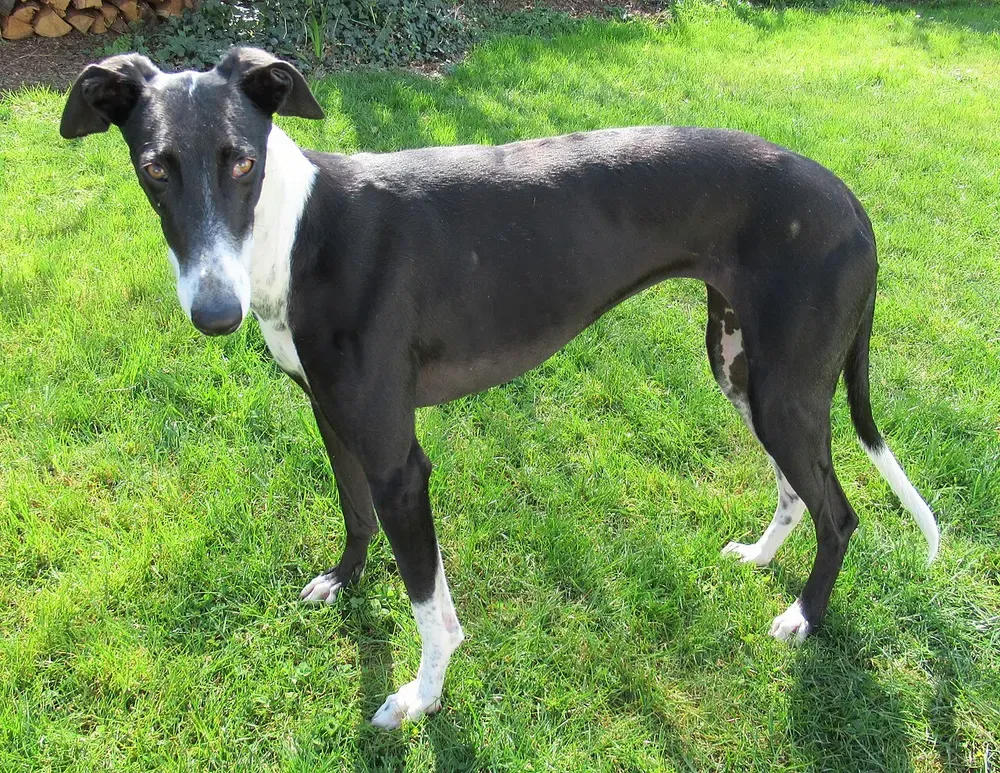 Galgo español: foto 4
