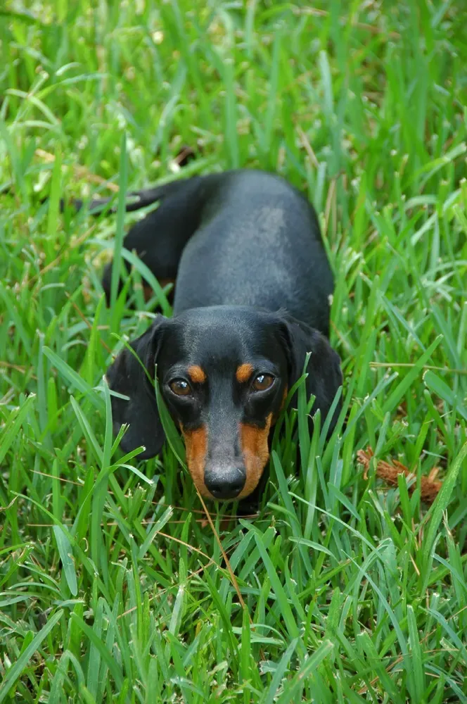 Teckel (perro salchicha): foto 4