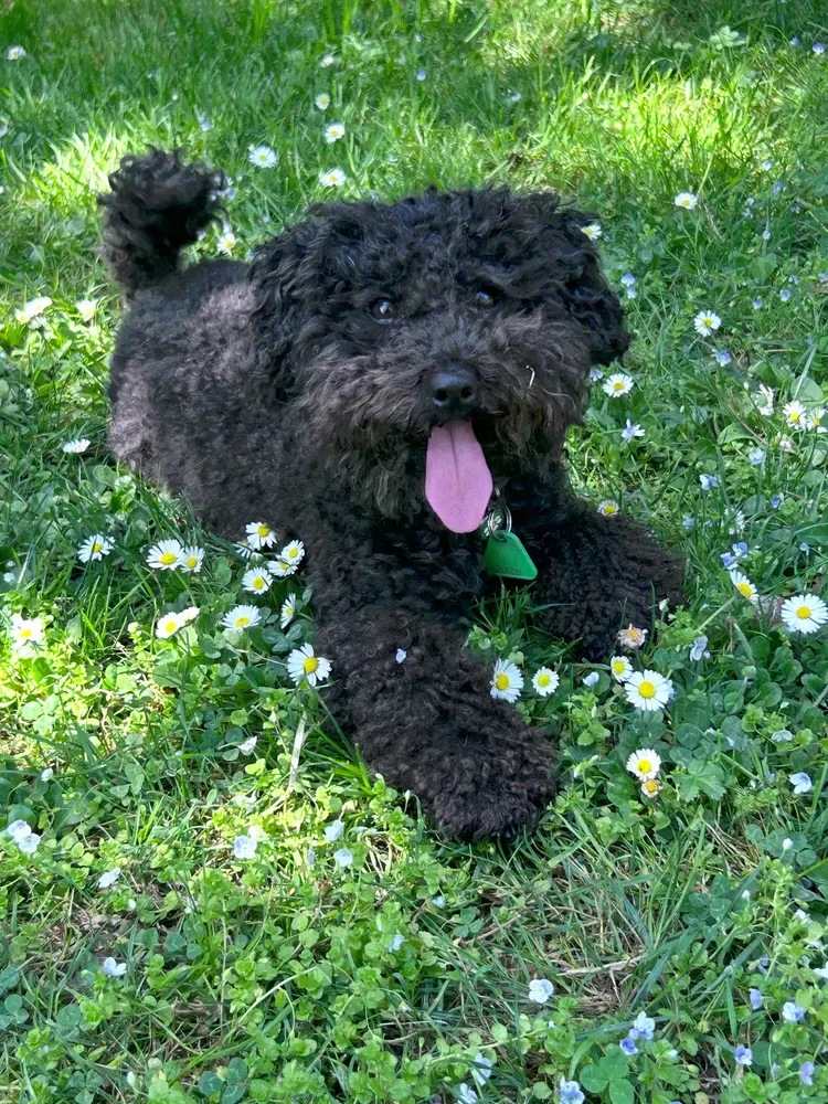 Caniche toy: foto 4