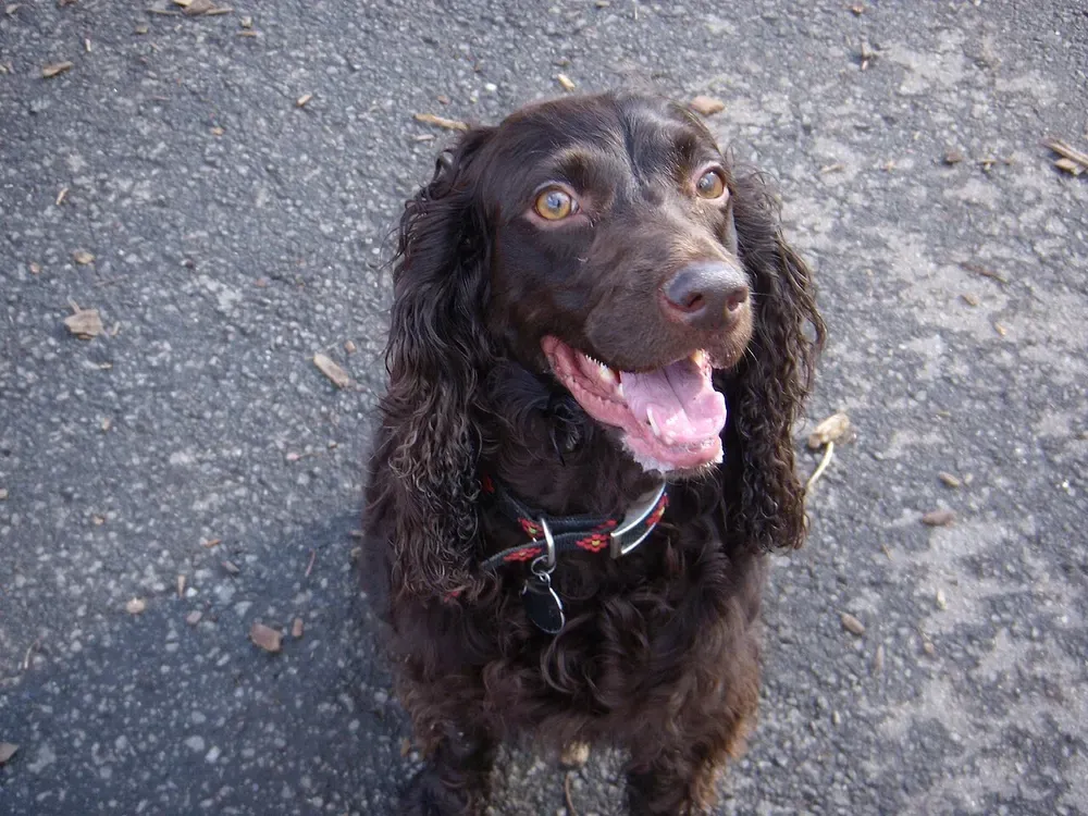 Boykin Spaniel: foto 4