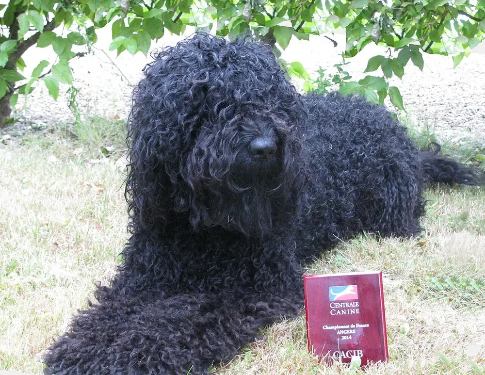 Barbet: foto 4