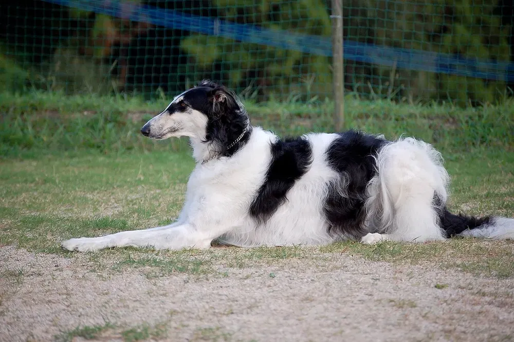 Borzoi (lebrel ruso): foto 4