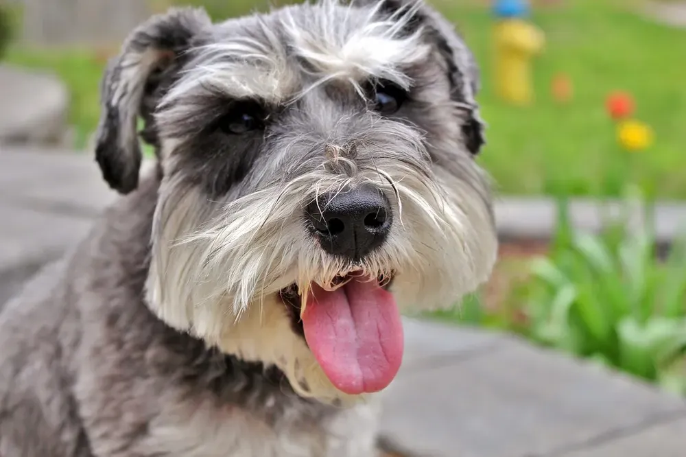 Schnauzer miniatura: foto 4