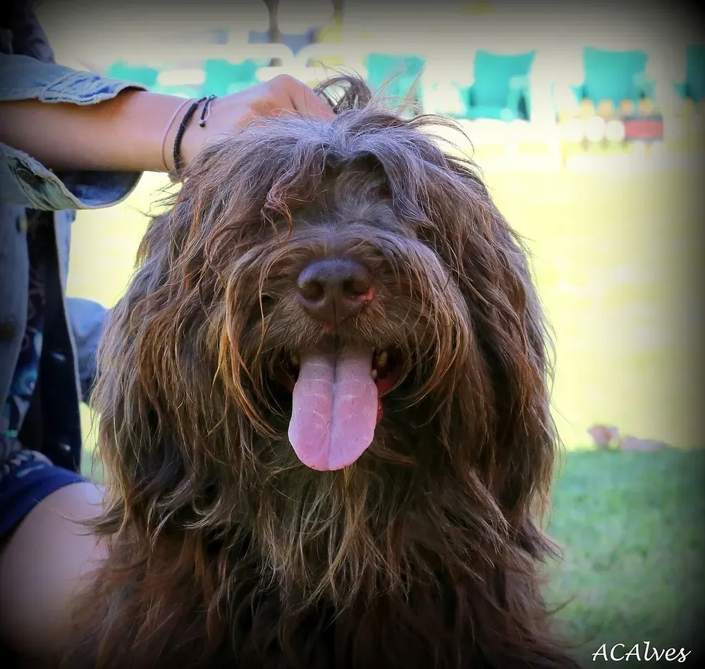 Perro de la Sierra de Aires: foto 4
