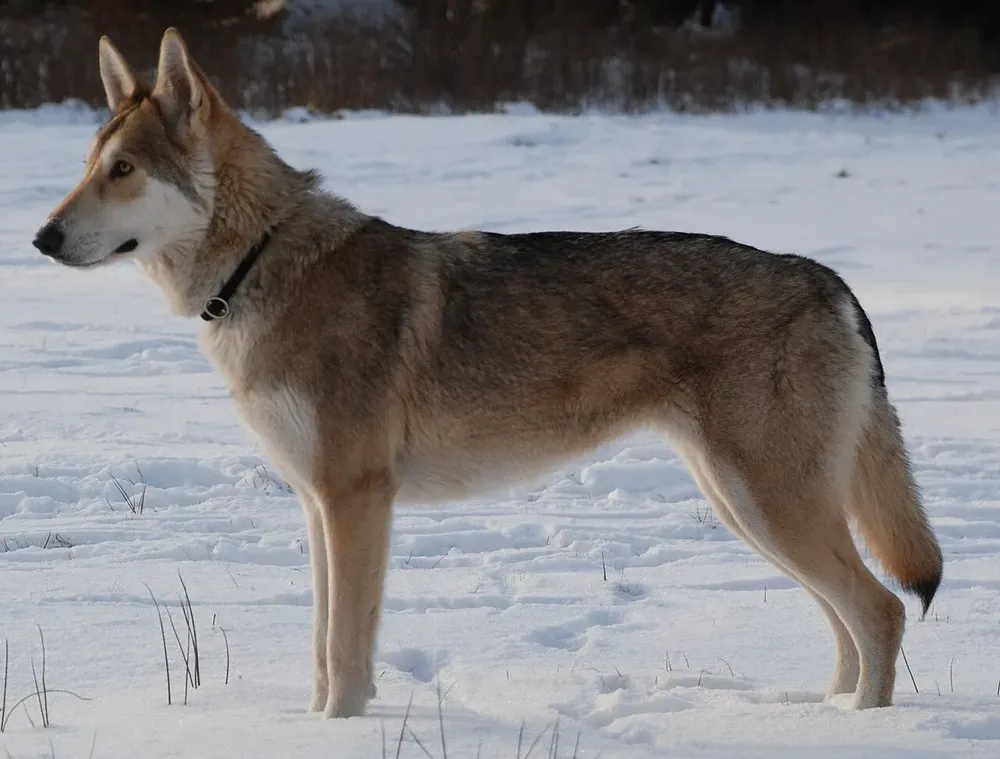 Perro lobo de Saarloos: foto 4