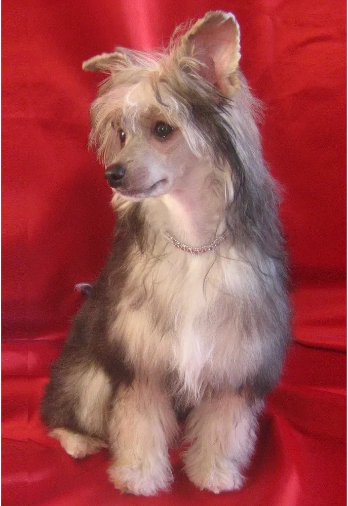 Perro crestado chino: foto 4