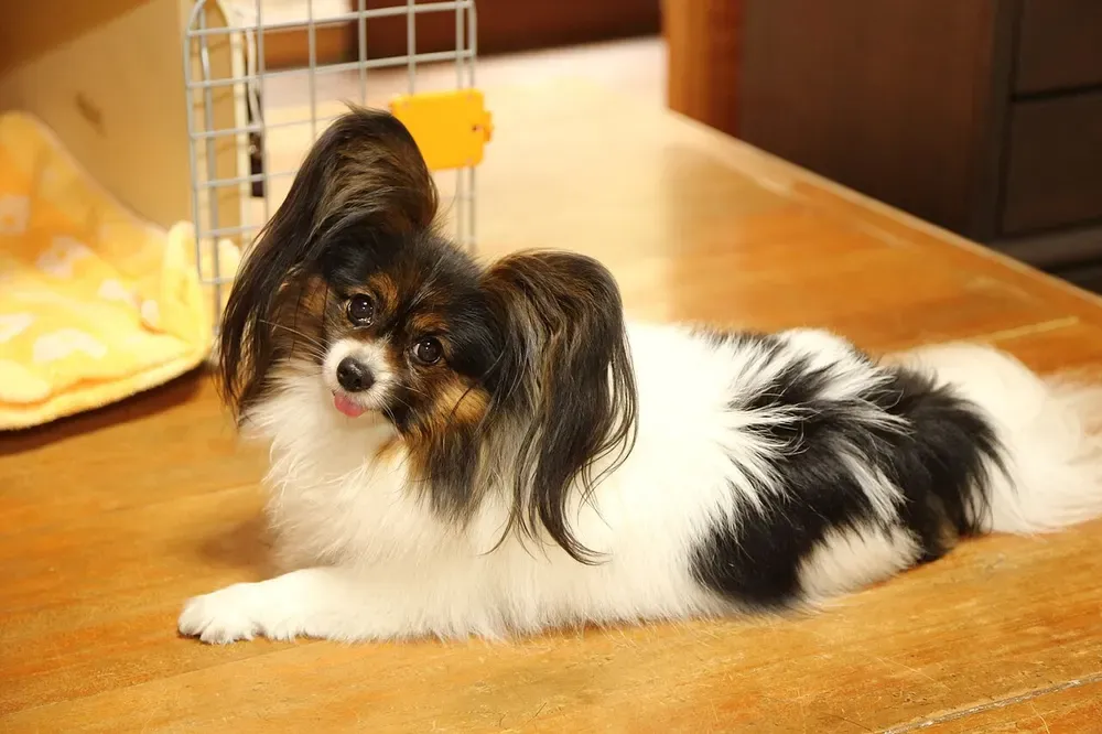 Spaniel enano continental (Papillón / Phalène): foto 4