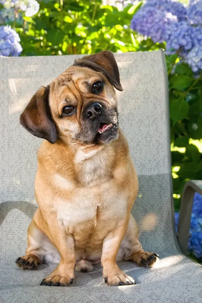 Puggle: foto 4
