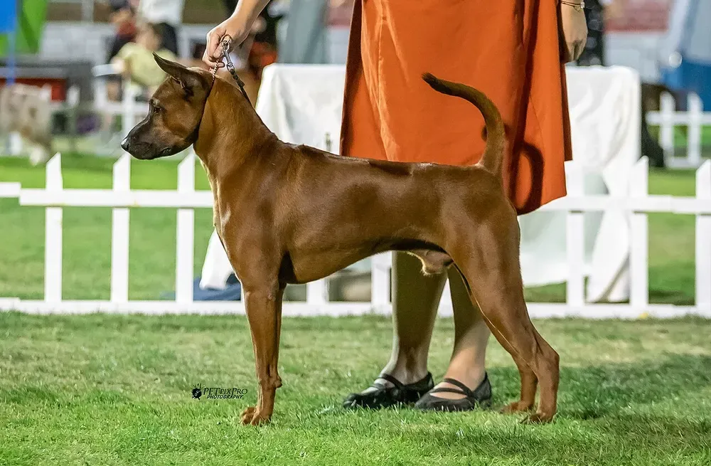 Thai ridgeback: foto 4