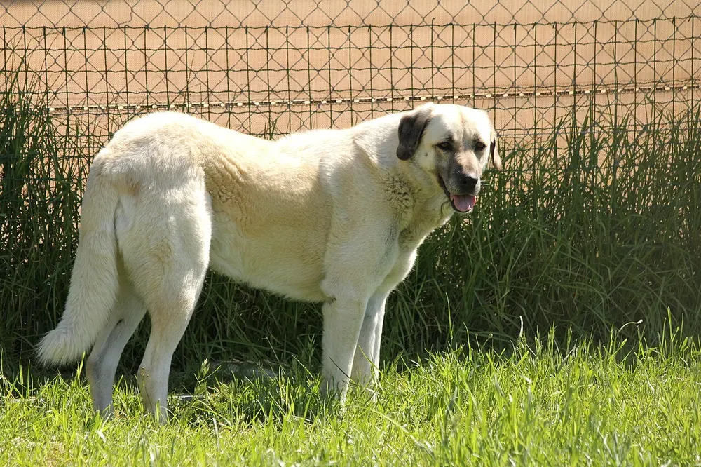 Kangal (pastor de Anatolia): foto 4