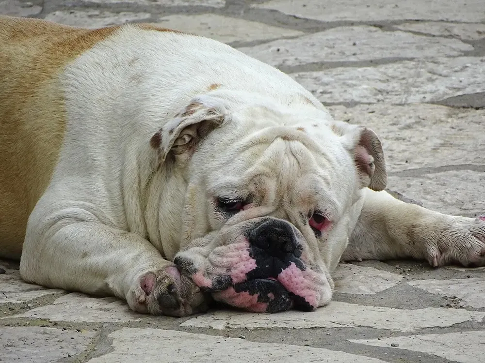 Bulldog inglés: foto 4
