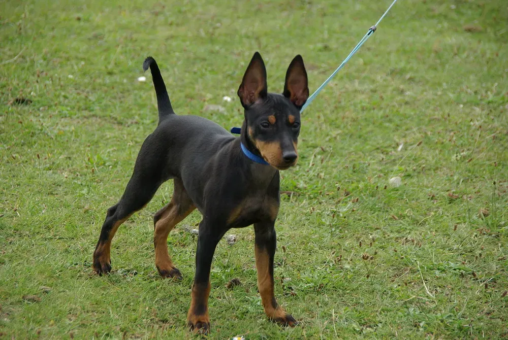 Toy terrier inglés: foto 4