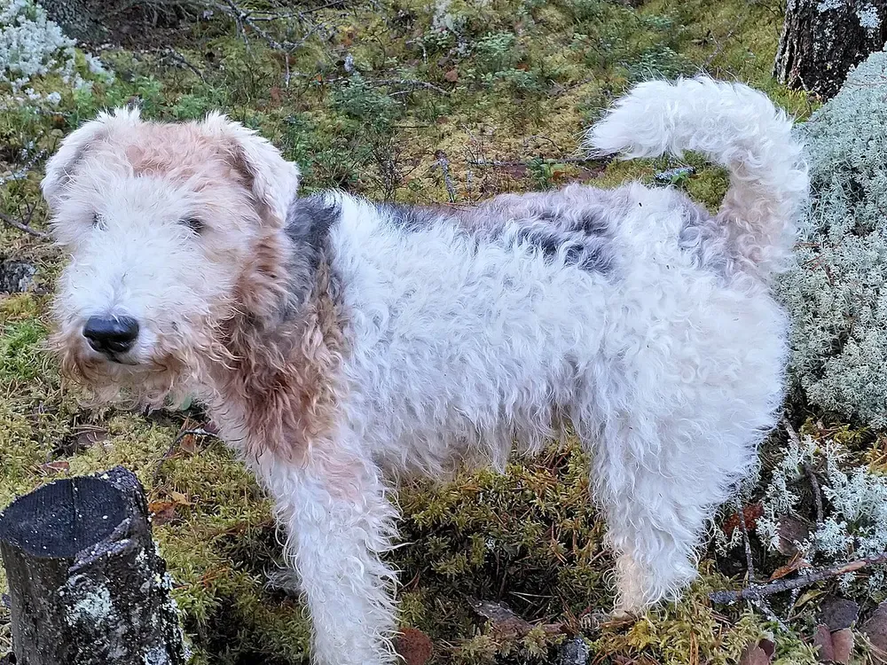 Fox terrier de pelo duro: foto 4