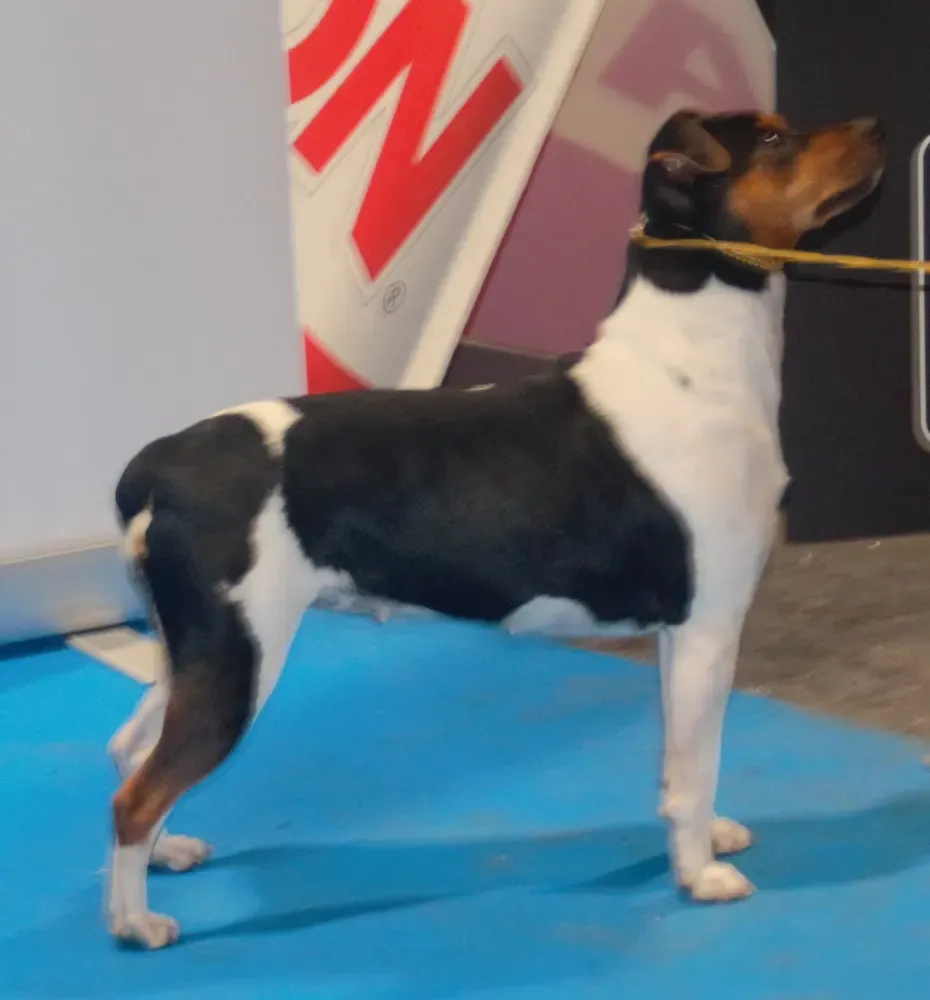 Terrier brasileño: foto 4