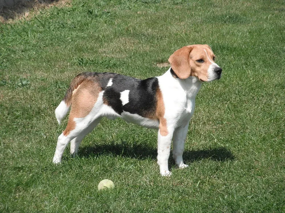 Beagle: foto 4