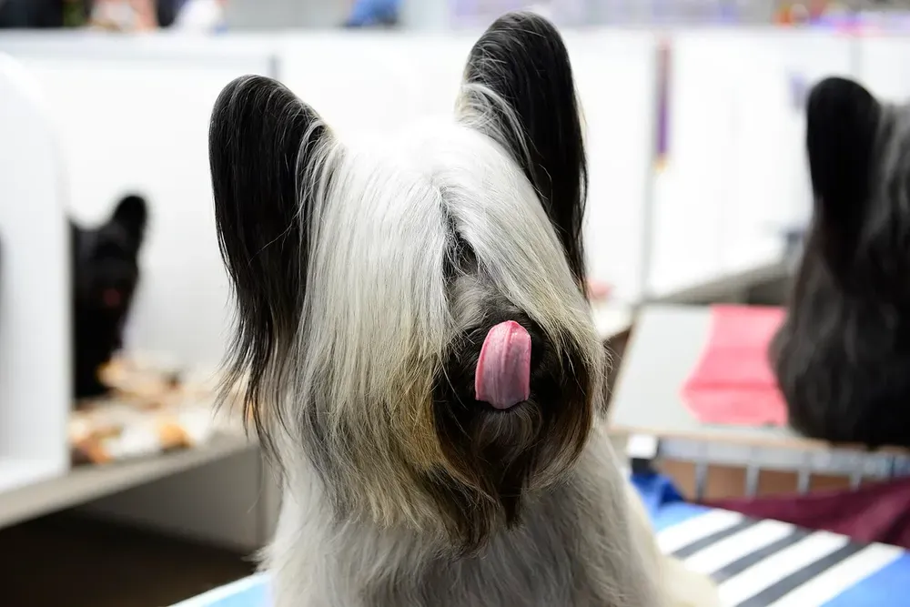 Skye terrier: foto 4