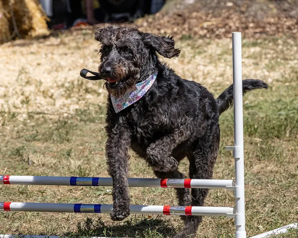 Labradoodle: foto 4
