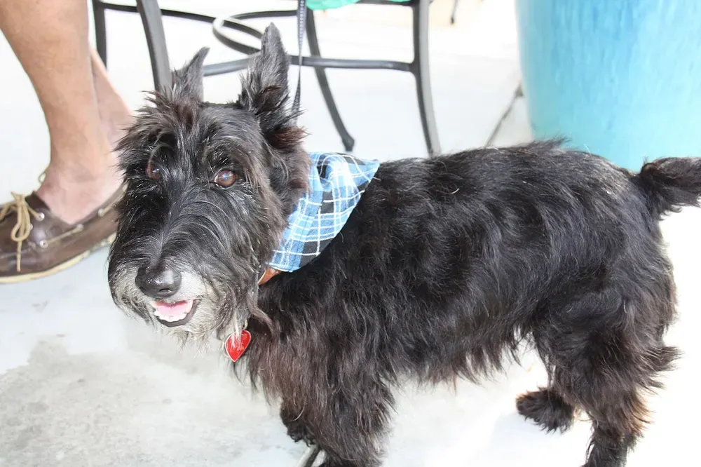 Scottish terrier: foto 4