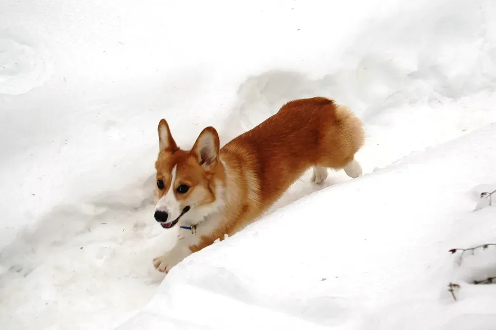 Corgi galés Pembroke: foto 4
