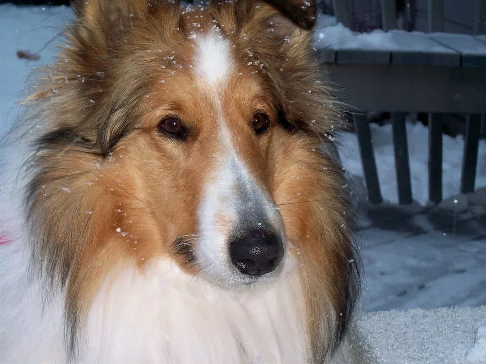 Collie de pelo largo: foto 4