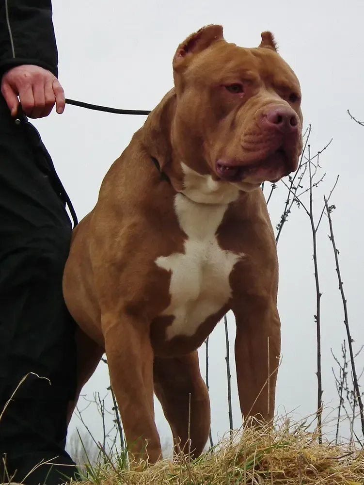 American bully: foto 4
