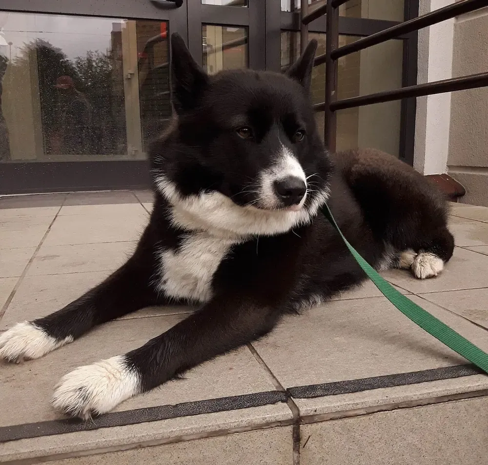 Perro de osos de Carelia: foto 4