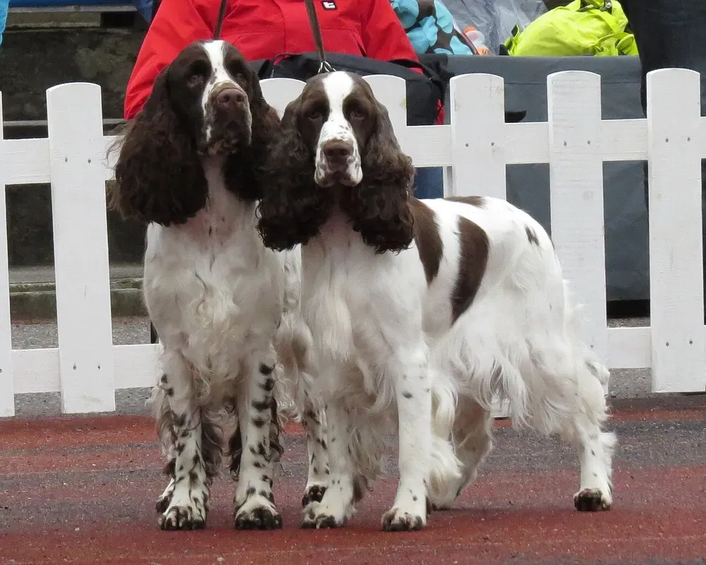 Springer spaniel inglés: foto 4