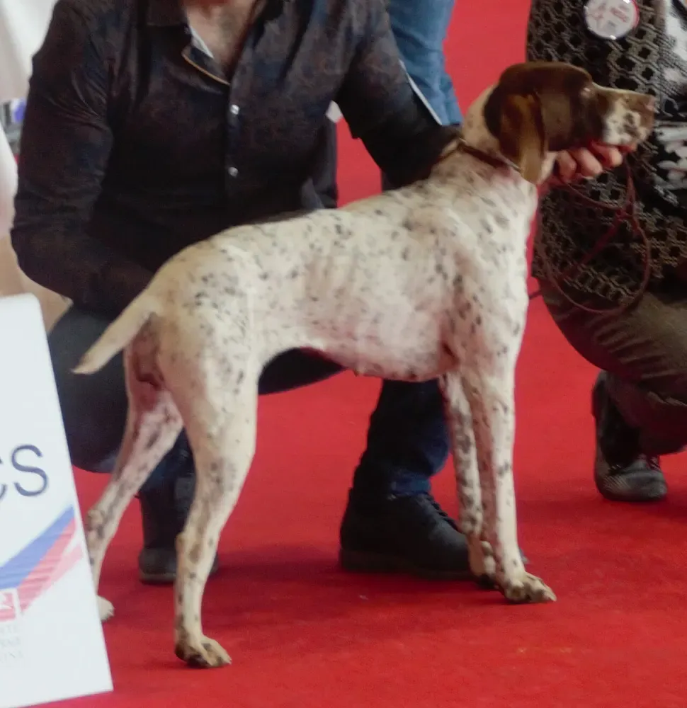 Braco francés tipo Pirineos: foto 4