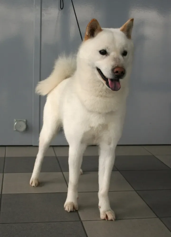 Hokkaido: foto 4